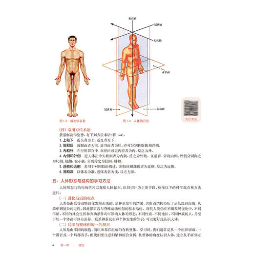 人体形态与结构 第3三版 十四五规划教材 全国高等职业教育专科教材 胡小和 付广权 主编 供护理 助产专业用 人民卫生出版社 商品图4