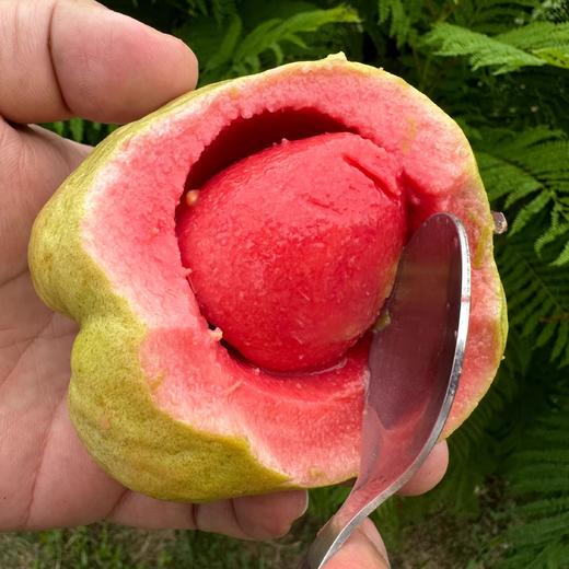 福建红白双拼芭乐软糯香甜 商品图2