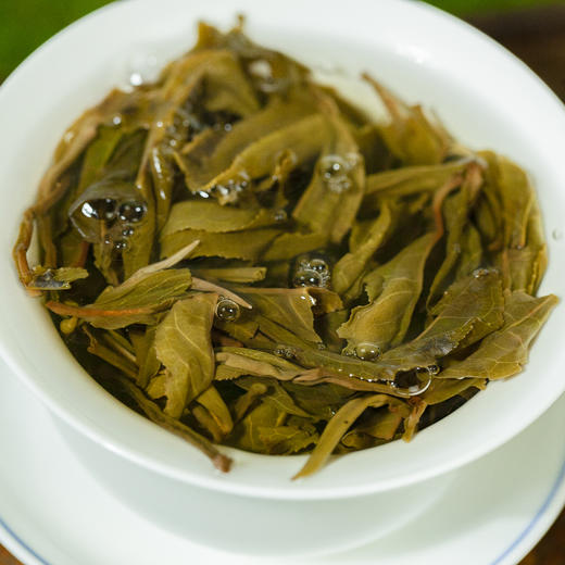 2025年早春茶澜沧春韵散茶叶批发500克/袋 商品图4