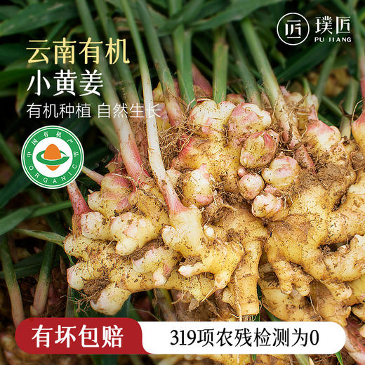 有机云南小黄姜生姜新姜水洗姜仔姜嫩姜新鲜现挖新货家用产地直发
 商品图0