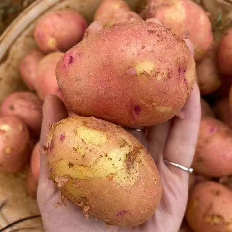 云南高原红皮黄心土豆口感粉糯