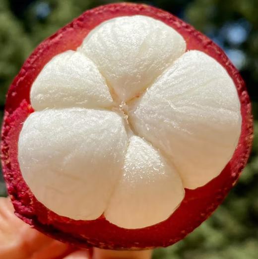 泰国麻竹山竹 7个/份（ 450g左右） 商品图2