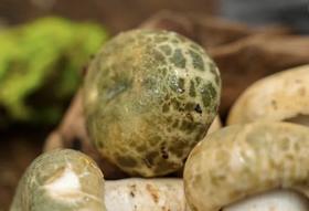  青头菌：林间的“绿宝石”