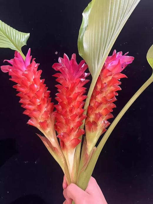 观音莲姜荷花鲜切花稀有小众鲜花耐养3支 商品图3