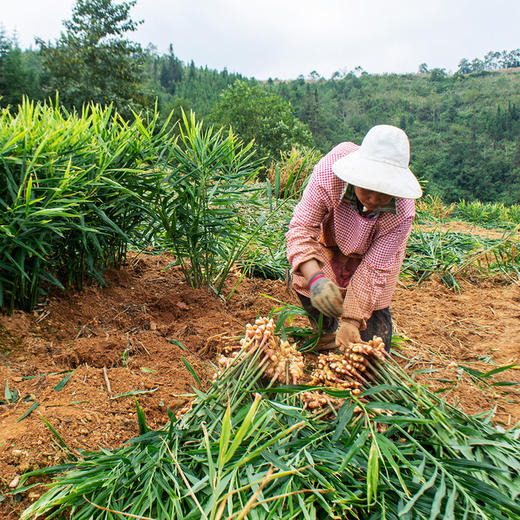 有机云南小黄姜生姜新姜水洗姜仔姜嫩姜新鲜现挖新货家用产地直发
 商品图1