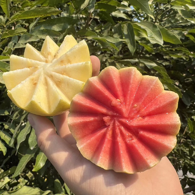 福建红白双拼芭乐软糯香甜