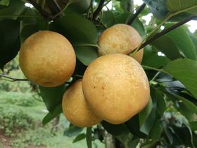 上新！上新！来自广东农友的两款生态水果