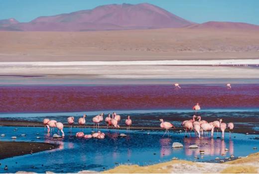 「南美四国，巴塔哥尼亚秋色」百内国家公园、巴塔哥尼亚、智利、秘鲁、玻利维亚、阿根廷大冰川25天摄影团 商品图5