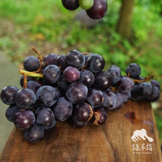 生态山东巨峰葡萄 | 合作生产 *Eco-kyoho grapes | Partner Production 商品图4