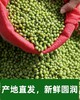 平价优选：滇缅老山老品种绿豆一级货，60年代老味道，清！细！甘！润！别处难以比拟！ 商品缩略图2