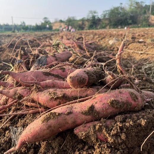 陕西板栗红薯 商品图6