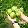 云南生态香水柠檬 3斤 | 合作农友生产，产自云南元江，生产者：刀云艳、李程 *【公平贸易农人定价】 商品缩略图7