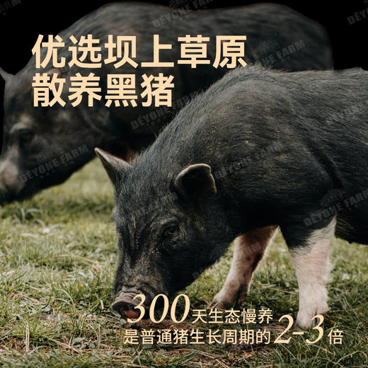 纯黑猪肉烤肠 儿童早餐 儿童烤肠 商品图2