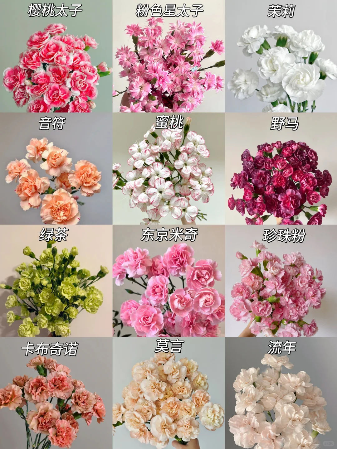 同城甄选康乃馨鲜切花合集