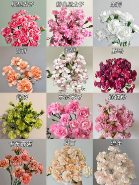 同城甄选康乃馨鲜切花合集