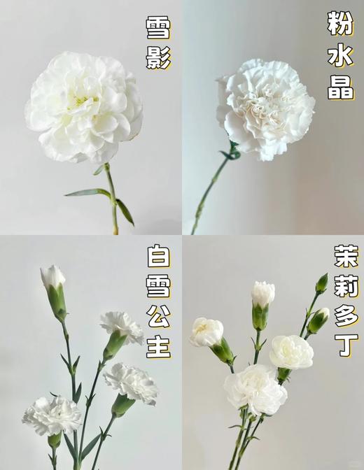 同城甄选康乃馨鲜切花合集 商品图6