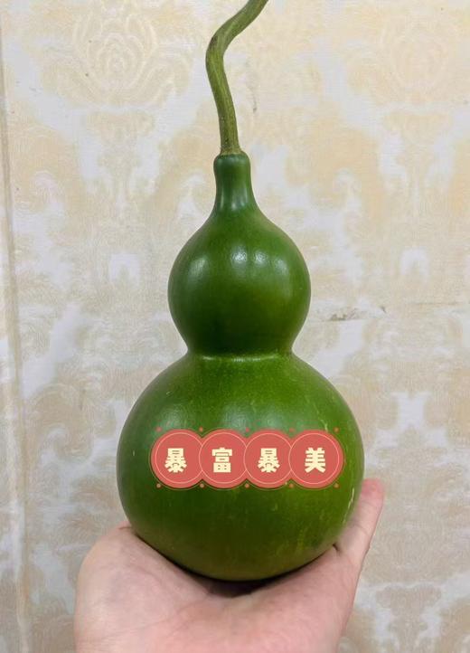 同城甄选精品花材葫芦1支 商品图6