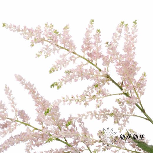 荷兰花材 | 络新妇浅粉 Europa 商品图4