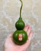 同城甄选精品花材葫芦1支 商品缩略图3