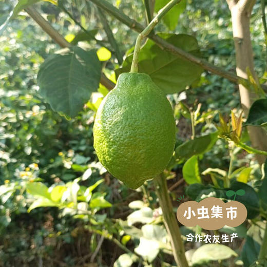 云南生态香水柠檬 3斤 | 合作农友生产，产自云南元江，生产者：刀云艳、李程 *【公平贸易农人定价】 商品图12