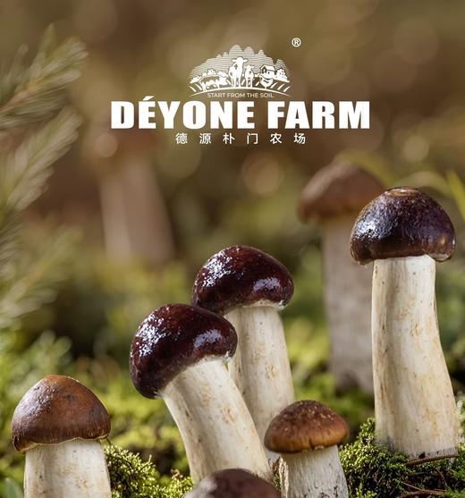 林间赤松茸脆 营养丰富酥脆香甜爽口80g/盒 商品图3