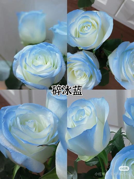 花的颜色喷漆 商品图7