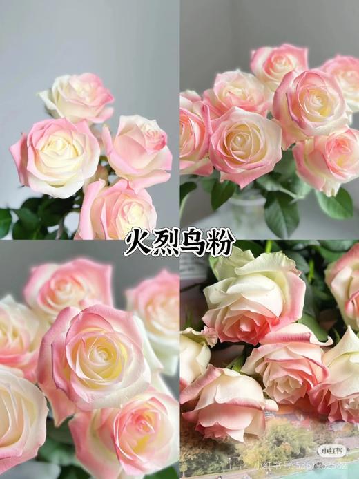 花的颜色喷漆 商品图8