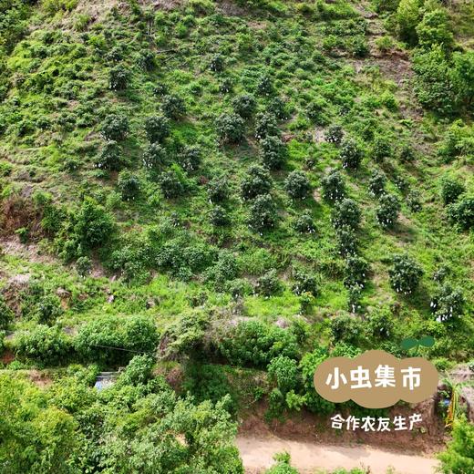 云南生态香水柠檬 3斤 | 合作农友生产，产自云南元江，生产者：刀云艳、李程 *【公平贸易农人定价】 商品图9