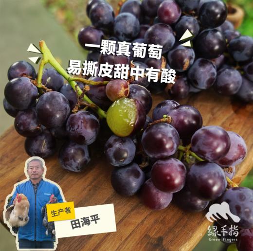 生态山东巨峰葡萄 | 合作生产 *Eco-kyoho grapes | Partner Production 商品图0