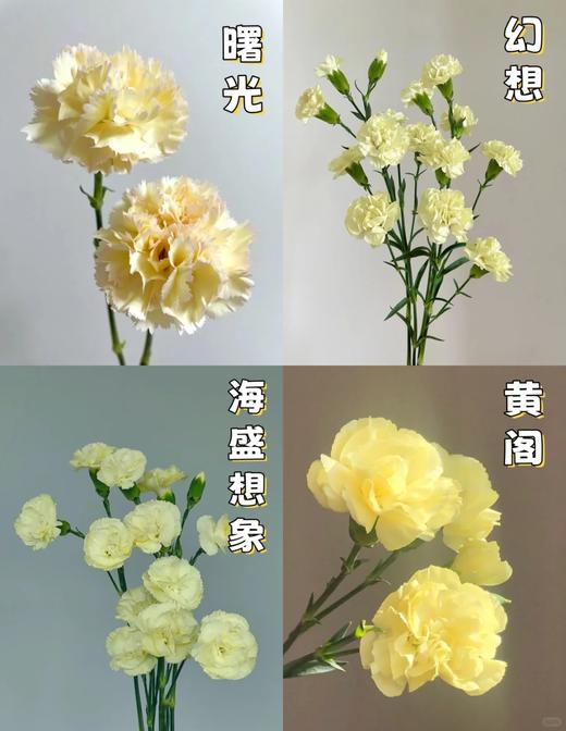 同城甄选康乃馨鲜切花合集 商品图3