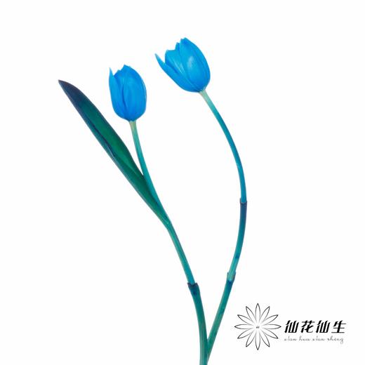 荷兰花材 | 染色郁金香天空蓝【人工染色有色差，介意慎拍】 商品图2