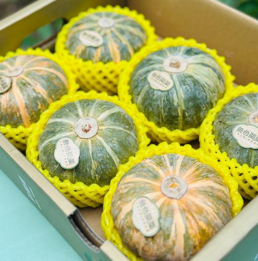 叁色栗栗南瓜|这款会变色的魔法南瓜，上榜《熊猫指南》中国优质农产品榜单纯天然种植，一颗南瓜随时间变化呈现三种色彩、三种风味(墨绿高粉、灰绿粉甜、橙红甜糯)。口感粉糯香甜，一口惊艳~ 商品图0