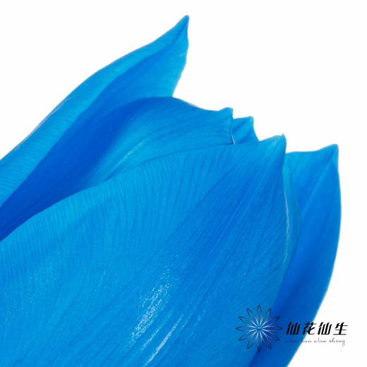 荷兰花材 | 染色郁金香天空蓝【人工染色有色差，介意慎拍】 商品图1