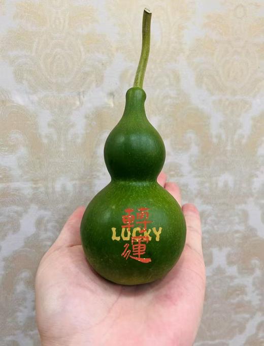 同城甄选精品花材葫芦1支 商品图4