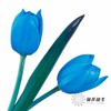 荷兰花材 | 染色郁金香天空蓝【人工染色有色差，介意慎拍】 商品缩略图6