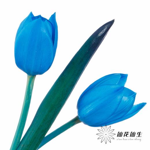 荷兰花材 | 染色郁金香天空蓝【人工染色有色差，介意慎拍】 商品图6
