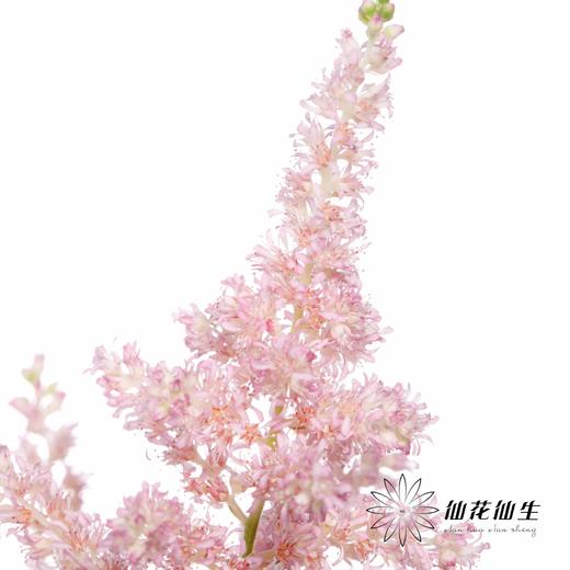 荷兰花材 | 络新妇浅粉 Europa 商品图0