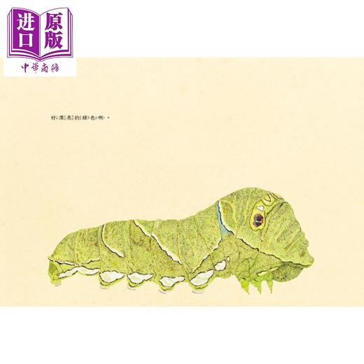 【中商原版】毛毛虫变身了 日本学校图书馆协会年度绘本50选书 首刷限量赠品 昆虫观察日志 全彩折叠海报 港台原版 儿童绘本 商品图2
