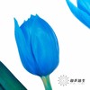 荷兰花材 | 染色郁金香天空蓝【人工染色有色差，介意慎拍】 商品缩略图7