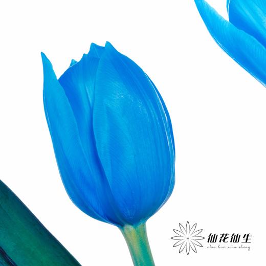 荷兰花材 | 染色郁金香天空蓝【人工染色有色差，介意慎拍】 商品图7