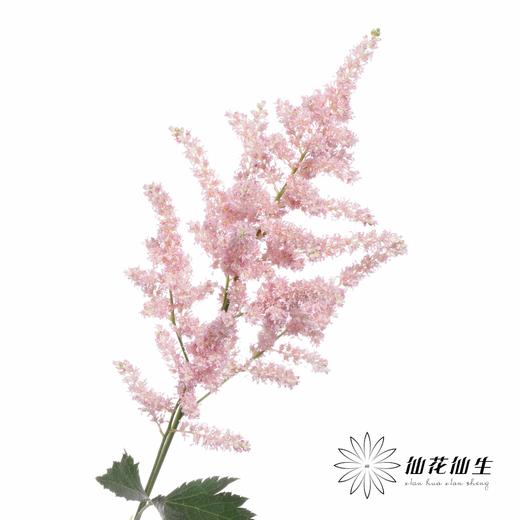 荷兰花材 | 络新妇浅粉 Europa 商品图5