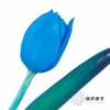 荷兰花材 | 染色郁金香天空蓝【人工染色有色差，介意慎拍】 商品缩略图5
