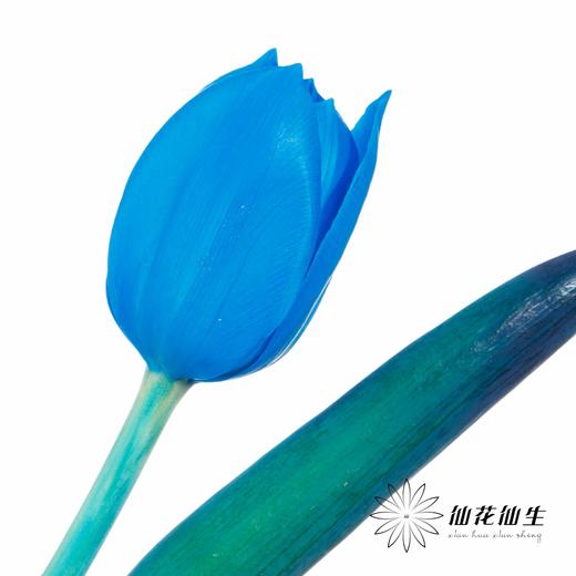荷兰花材 | 染色郁金香天空蓝【人工染色有色差，介意慎拍】 商品图5