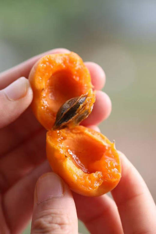 好吃到想搬去新疆住的小红杏🍑不仅仅是甜
新疆四团吊干杏，一如既往的甜蜜水果，没有哪款杏子，能跟这款吊干杏做对比！！2斤/盒 商品图0