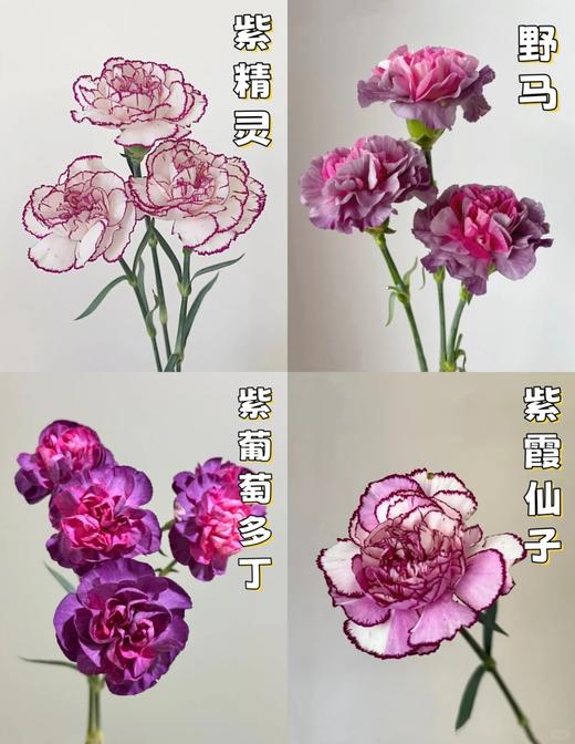 同城甄选康乃馨鲜切花合集 商品图4