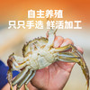 【2两六月黄全公醉蟹   限时特价】新孟河全公六月黄醉蟹    600g/盒   4只/盒   1.7-2.1两/只   流心蟹黄   顺丰速运 商品缩略图2