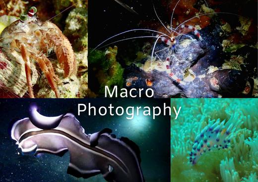 【度假村】印尼马拉图 Noah Maratua Resort 潜水度假套餐 商品图13