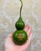 同城甄选精品花材葫芦1支 商品缩略图8