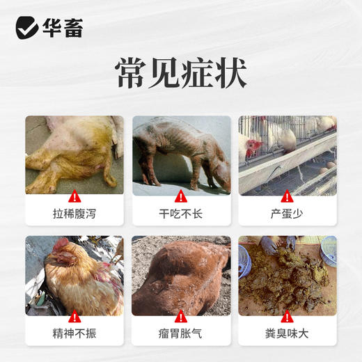 华畜益生菌兽用牛羊禽EM菌种种植发酵剂有机肥菌粉水产养殖专用液 商品图1