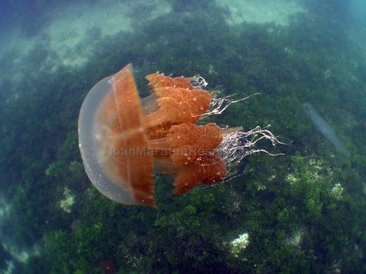 【度假村】印尼马拉图 Noah Maratua Resort 潜水度假套餐 商品图9